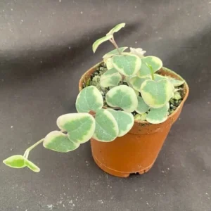 Ceropegia woodii Variegata Pearl Moon Rosary Vine - 2