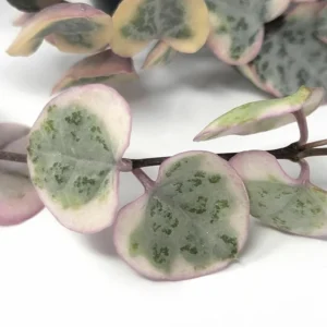 Ceropegia woodii Variegata Pearl Moon Rosary Vine - 2