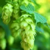 Challenger Hops Bine - Live Plant 4" Pot - Beermaking Perennial