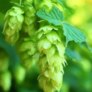 Challenger Hops Bine - Live Plant 4