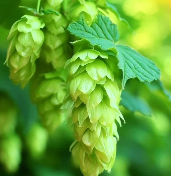 Challenger Hops Bine - Live Plant 4" Pot - Beermaking Perennial