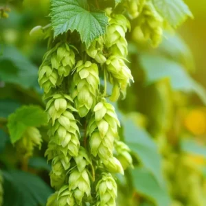 Challenger Hops Bine - Live Plant 4