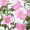 Champion II Pink Campanula Plant 2 Pack Bellflower Healthy Starter Plug for Pollinator Garden