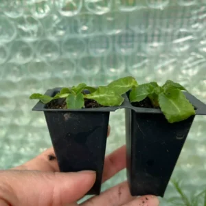 Champion II Pink Campanula Plant 2 Pack Bellflower Healthy Starter Plug for Pollinator Garden