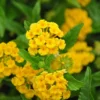 Chapel Hill Gold Lantana Plant Live Plug - Hardy Perennial Ready to Grow