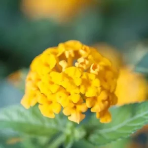Chapel Hill Gold Lantana Plant Live Plug - Hardy Perennial Ready to Grow