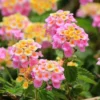 Chapel Hill Pink Huff Lantana Plant Live Plug - Hardy Bicolor Pink and Yellow Flowering Shrub