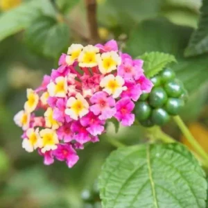 Chapel Hill Pink Huff Lantana Plant Live Plug - Hardy Bicolor Pink and Yellow Flowering Shrub