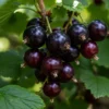 Chernaya Lisovenko Black Currant Tree - 8-12 Inch Starter Plant - Hardy Shrub