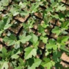 Chicago Hardy Fig Tree - Edible Fruit, 5.25" Pot, Cold Tolerant Perennial