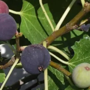 Chicago Hardy Fig Tree - Edible Fruit, 5.25