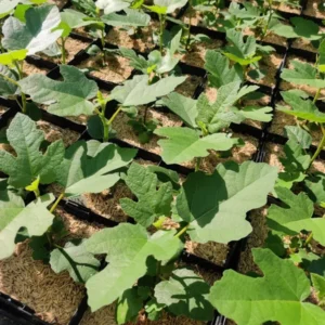 Chicago Hardy Fig Tree - Edible Fruit, 5.25