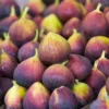 Chicago Hardy Fig Tree - Live Plant - 4 to 6 Inch - Patio and Garden - Fruit Bearing