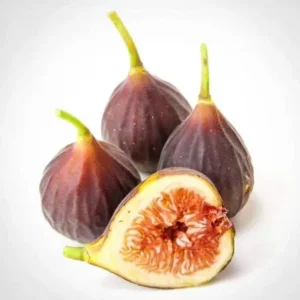 Chicago Hardy Fig Tree - Live Plant - 4 to 6 Inch - Patio and Garden - Fruit Bearing