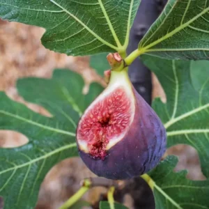 Chicago Hardy Fig Tree - Live Plant - 4 to 6 Inch - Patio and Garden - Fruit Bearing