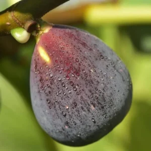 Chicago Hardy Fig Tree - Live Plant - 4 to 6 Inch - Patio and Garden - Fruit Bearing