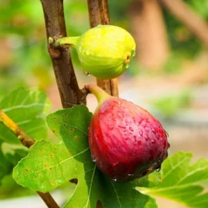 Chicago Hardy Fig Tree - Live Plant - 4 to 6 Inch - Patio and Garden - Fruit Bearing