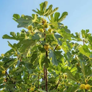 Chicago Hardy Fig Tree - Live Plant - 4 to 6 Inch - Patio and Garden - Fruit Bearing