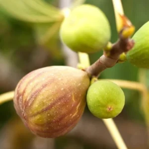Chicago Hardy Fig Tree - Live Plant - 4 to 6 Inch - Patio and Garden - Fruit Bearing