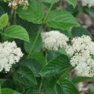 Chicago Lustre Viburnum Shrub Plant 2.5" Pot - Arrowwood Viburnum Tree