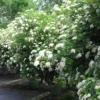 Chicago Lustre Viburnum Shrub Plant 2.5" Pot - Arrowwood Viburnum Tree