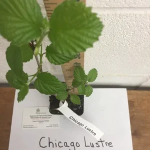 Chicago Lustre Viburnum Shrub Plant 2.5