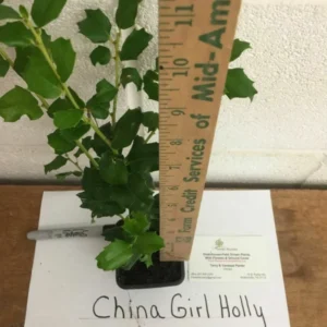 China Girl Holly Plant - 6-12 Inch Qt Pot Evergreen Shrub with Red Berries