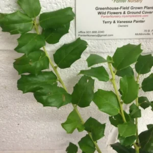 China Girl Holly Plant - 6-12 Inch Qt Pot Evergreen Shrub with Red Berries