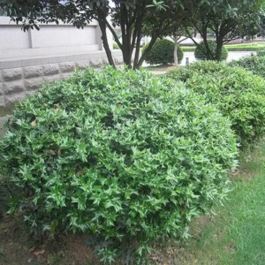 China Girl Holly Plant - 6-12 Inch Qt Pot Evergreen Shrub with Red Berries