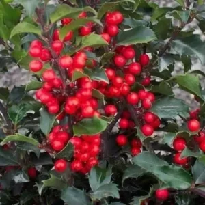 China Girl Holly Plant - 6-12 Inch Qt Pot Evergreen Shrub with Red Berries
