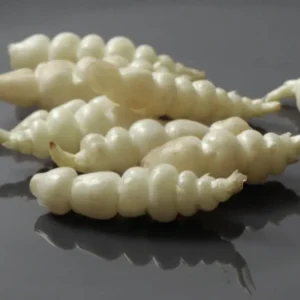 Chinese Artichoke Plants - Stachys Affinis Crosne - 3 Small Roots