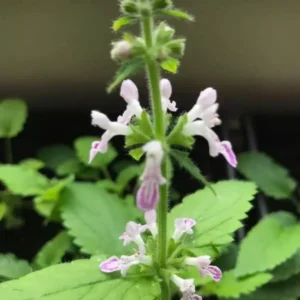 Chinese Artichoke Plants - Stachys Affinis Crosne - 3 Small Roots