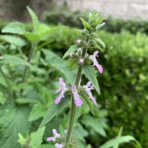 Chinese Artichoke Plants - Stachys Affinis Crosne - 3 Small Roots