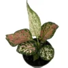 Chinese Evergreen Plant 4 inch Pot - Aglaonema Low Light Houseplant