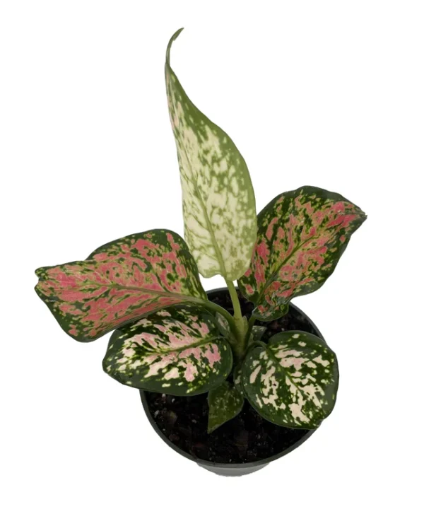 Chinese Evergreen Plant 4 inch Pot - Aglaonema Low Light Houseplant