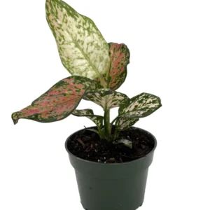 Chinese Evergreen Plant 4 inch Pot - Aglaonema Low Light Houseplant