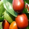 Chinese Jujube Li Variety Tree - Fruit Tree - Grafted - 5 Gallon Pot - Summer Interest