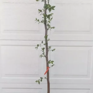 Chinese Jujube Li Variety Tree - Fruit Tree - Grafted - 5 Gallon Pot - Summer Interest