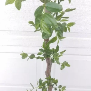 Chinese Jujube Li Variety Tree - Fruit Tree - Grafted - 5 Gallon Pot - Summer Interest