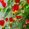 Chinese Lantern Abutilon Flowering Maple Live Plant - Well-Rooted Plug For Sale