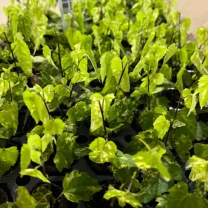 Chinese Lantern Abutilon Flowering Maple Live Plant - Well-Rooted Plug For Sale