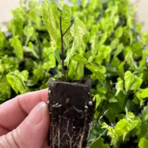 Chinese Lantern Abutilon Flowering Maple Live Plant - Well-Rooted Plug For Sale