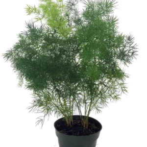 Chinese Ming Fern Plant - Asparagus macowanii - 2.5