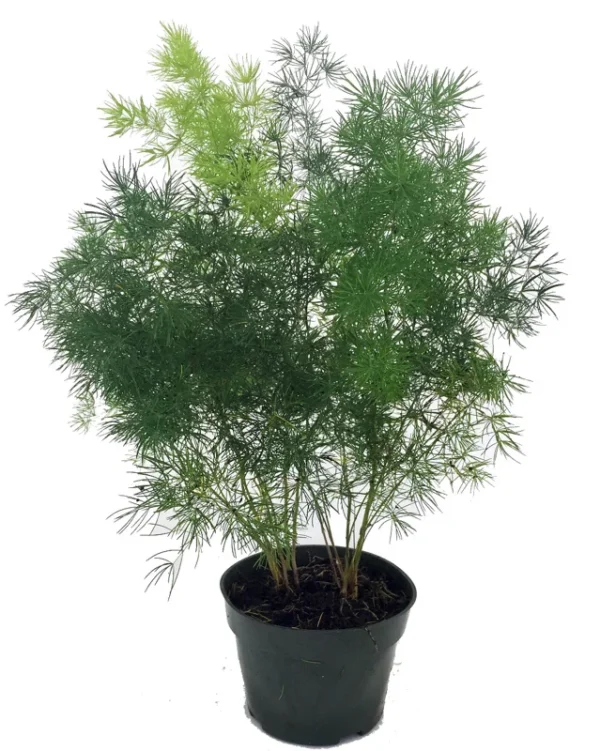 Chinese Ming Fern Plant - Asparagus macowanii - 2.5" Pot - Drought Tolerant