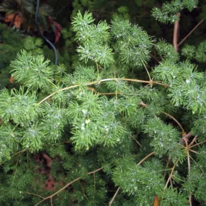 Chinese Ming Fern Plant - Asparagus macowanii - 2.5