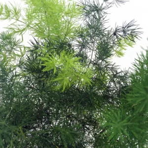 Chinese Ming Fern Plant - Asparagus macowanii - 2.5