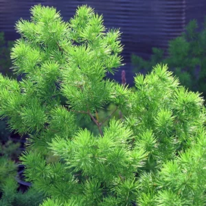 Chinese Ming Fern Plant - Asparagus macowanii - 2.5