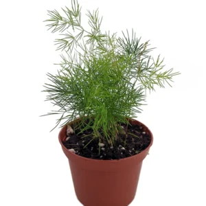 Chinese Ming Fern Plant - Asparagus macowanii - 2.5