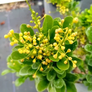 Chinese Perfume Plant Aglaia Odorata - Sweet Fragrant Blooms - 4 Inch Pot