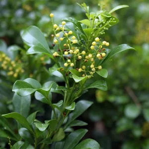 Chinese Perfume Plant Aglaia Odorata - Sweet Fragrant Blooms - 4 Inch Pot